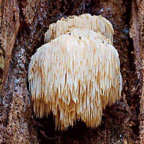“Fresh Lion’s Mane mushroom with shaggy, white spines resembling a lion’s mane, displayed on a warm beige background—used in dual-extract tinctures for brain and nerve support.”