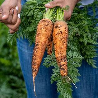 Soil to Soul Comfrey Fire Rub 4oz