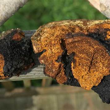 Premium Chaga Mushroom Dual Extract Tincture