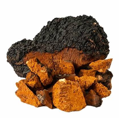 Premium Chaga Mushroom Dual Extract Tincture