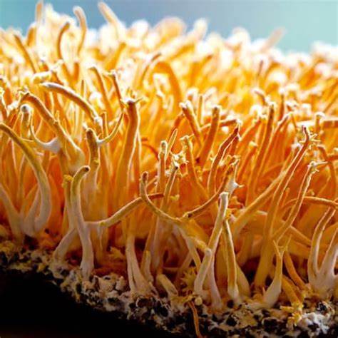 Cordyceps Mushroom Dual Extract Tincture