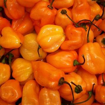 Soil to Soul Comfrey Fire Rub 4oz