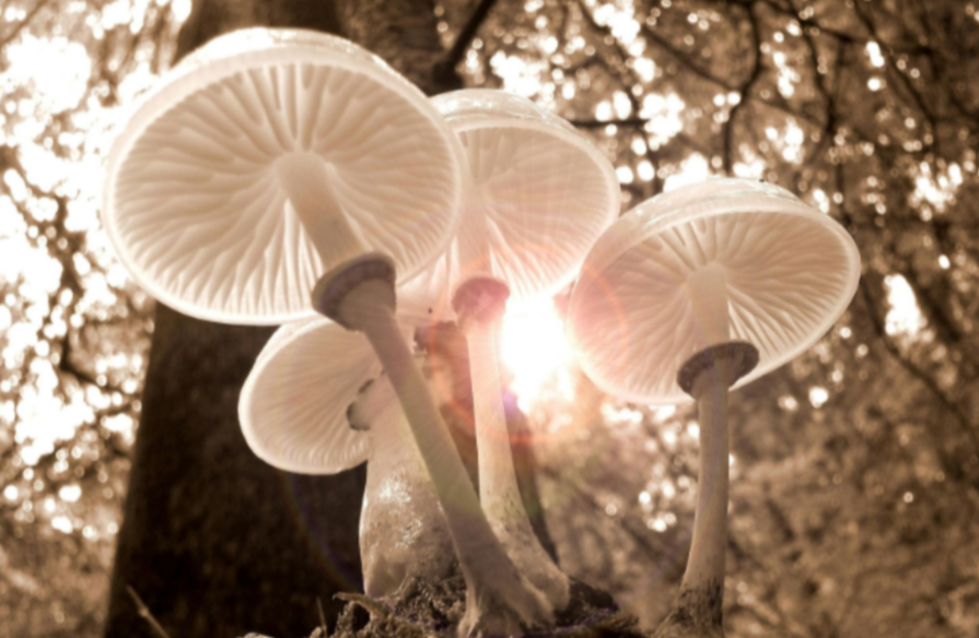 Group of mushrooms in a forest setting with a blurred background