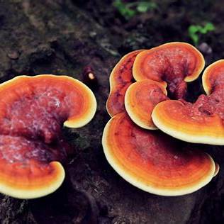 Reishi Mushroom Dual Extract Tincture