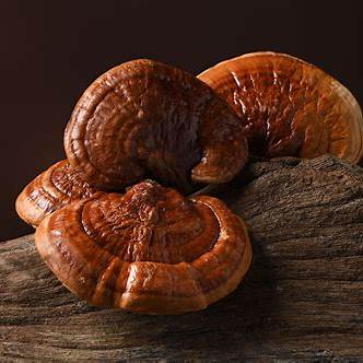 Reishi Mushroom Dual Extract Tincture