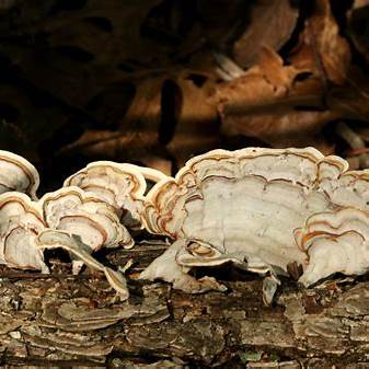 Turkey Tail Mushroom Dual Extract Tincture