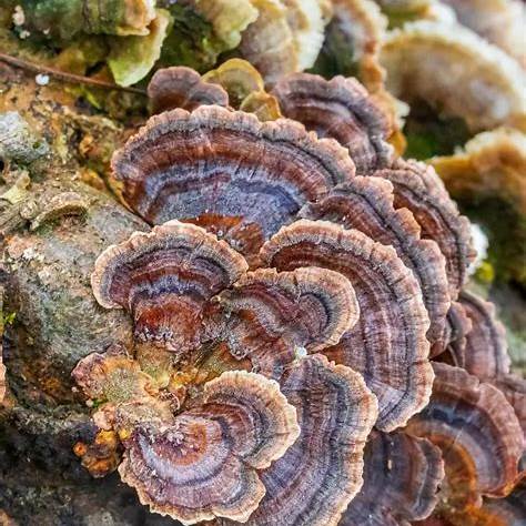 Turkey Tail Mushroom Dual Extract Tincture