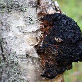 Premium Chaga Mushroom Dual Extract Tincture