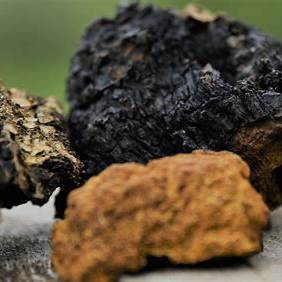 Premium Chaga Mushroom Dual Extract Tincture