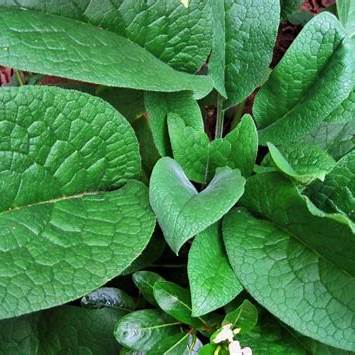 Comfrey Infused Castor Oil with Vitamin E 4oz