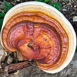 Reishi Mushroom Dual Extract Tincture