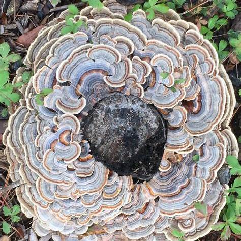 Turkey Tail Mushroom Dual Extract Tincture